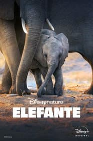 Pôster de Elefante