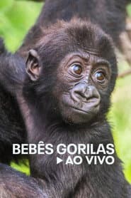 Pôster de Bebês Gorilas Ao Vivo